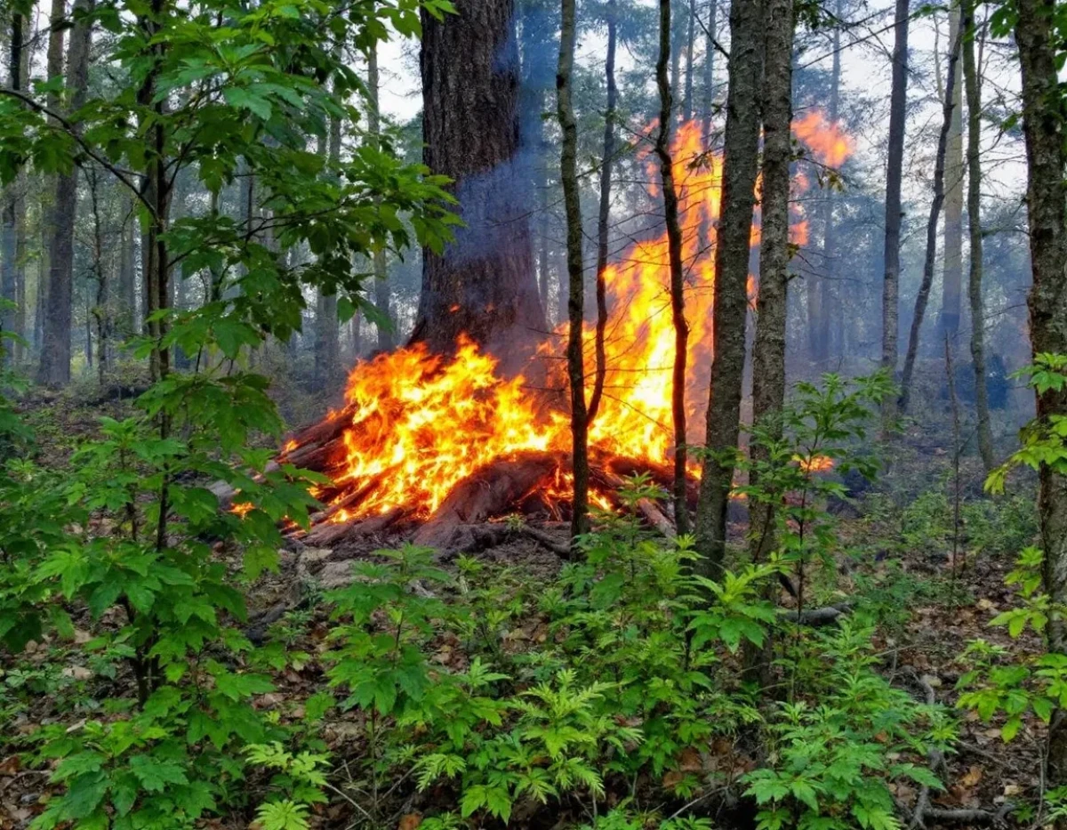 La Protection Juridique des Forêts Face aux Incendies Volontaires : Cadre Légal et Défis